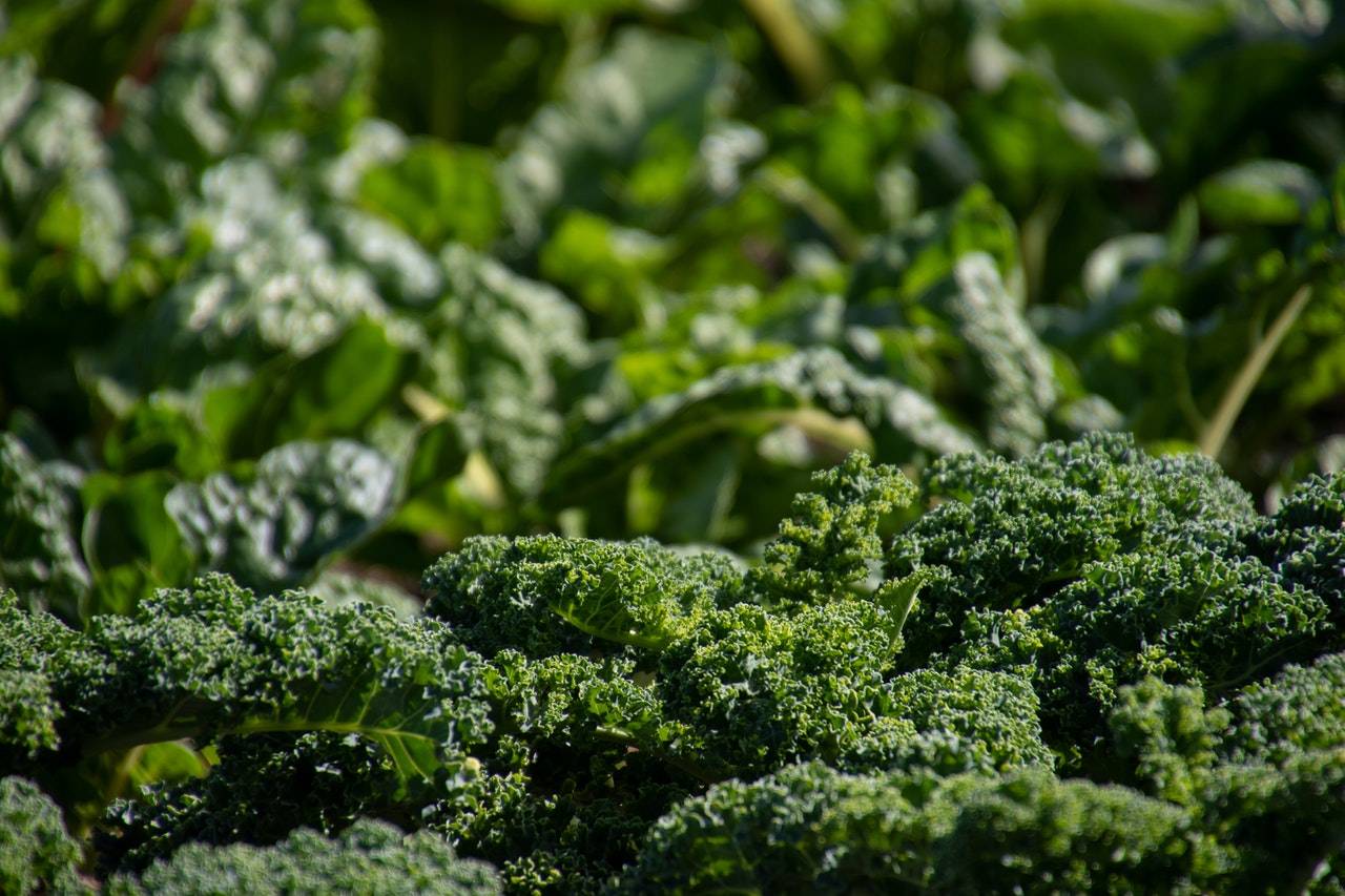 Vegetable Gardens - Bush Kidz Child Care Centre Brassall Program
