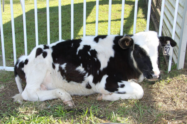 Junior Farmers – Blacksoil Centre