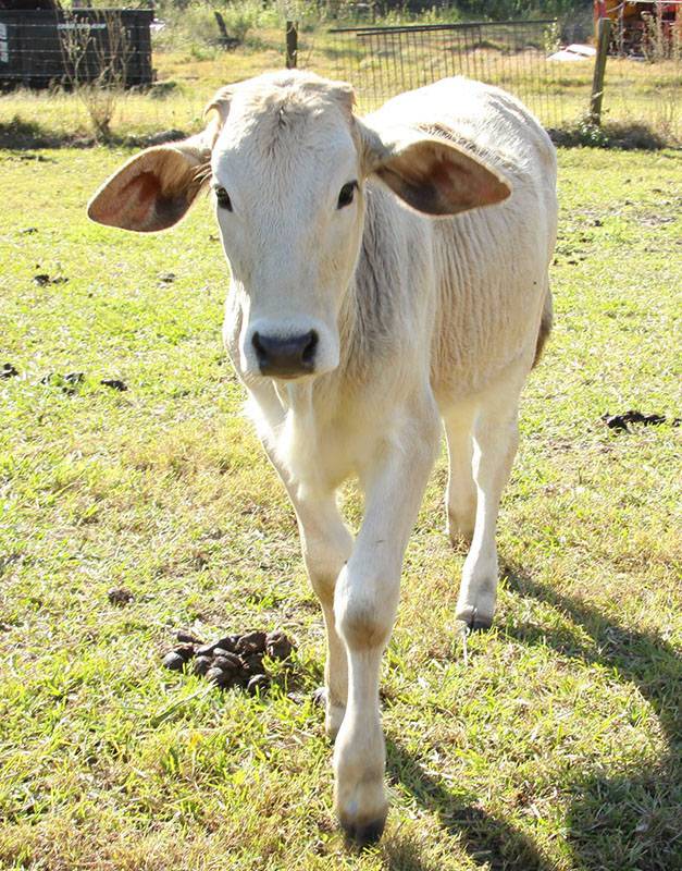 Gertie the cow - Bush Kidz Blacksoil
