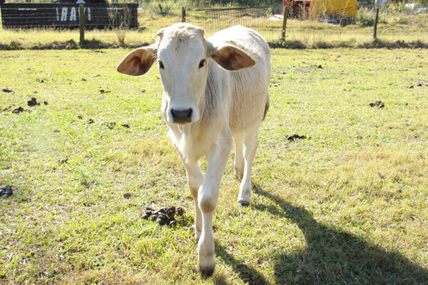 Gertie the cow - Bush Kidz Blacksoil