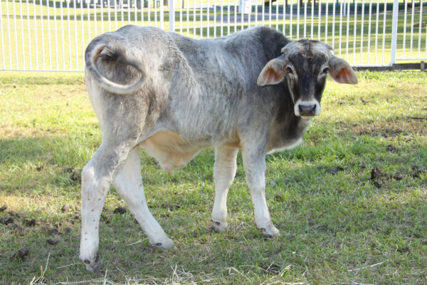 Junior Farmers – Blacksoil Centre
