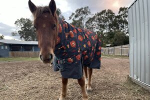 Noddy Bush Kidz BlackSoil