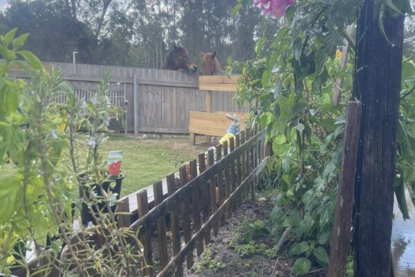 Community Garden