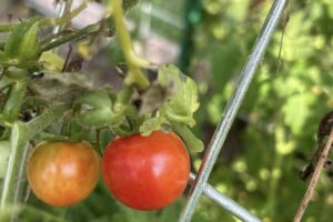 Growing local goodness