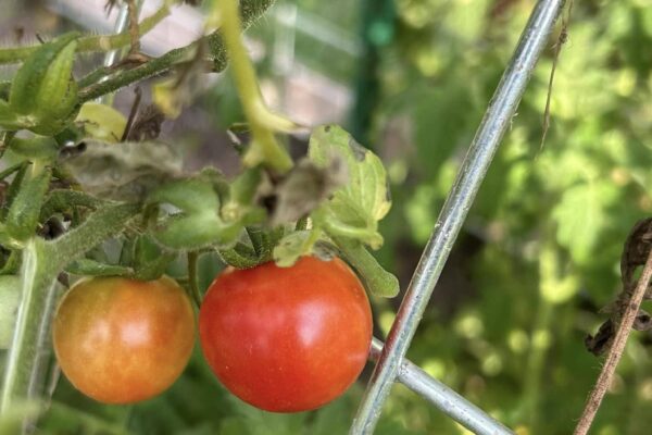 Growing local goodness